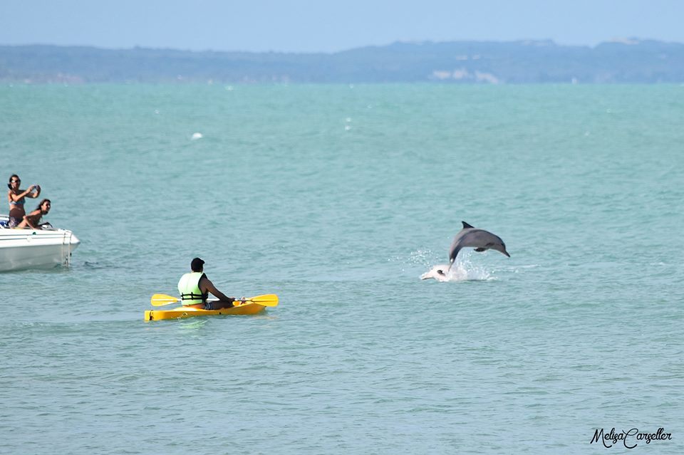 Golfinho saltando no mar próximo aos caiaques na Baía dos Golfinhos